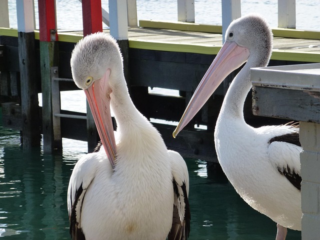 Free Birds Pelicans photo and picture