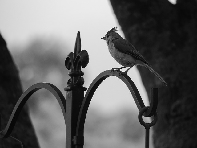 Porrón Paro, En Blanco Y Negro