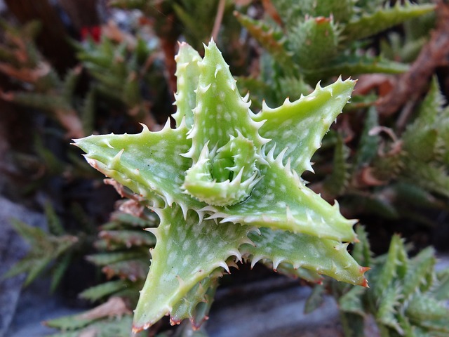 Free Flower Cactus photo and picture