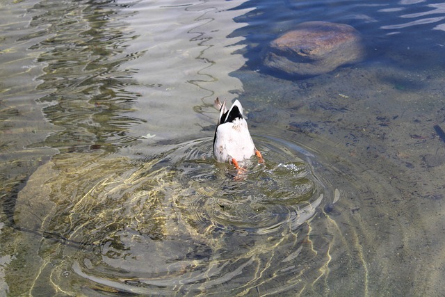 Free Duck Dive photo and picture