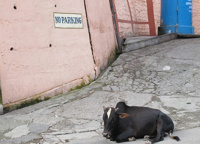 Indien, Holy Cow, Religion