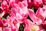 tulip, field, agriculture