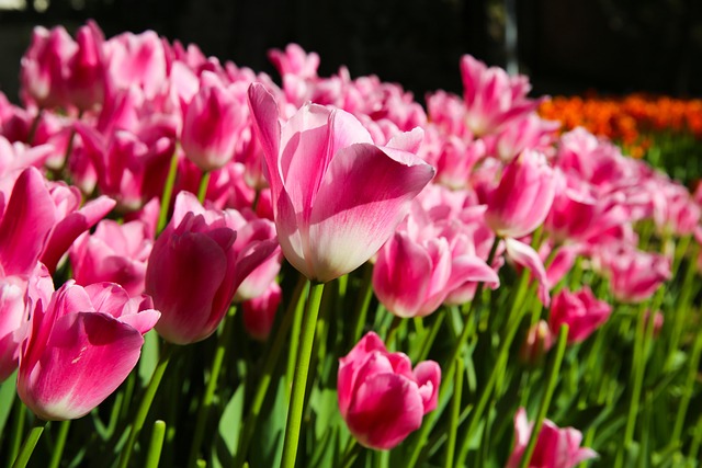 Tulipan, Felt, Seje Baggrunde, Hd Tapet