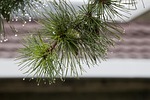nature, plants, leaf