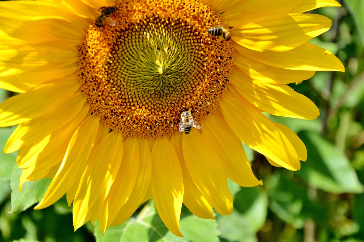 Sunflower Flower Bees - Free photo on Pixabay - Pixabay