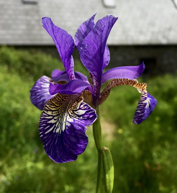Iris Lila, Blume, Iris, Lila, Blüte