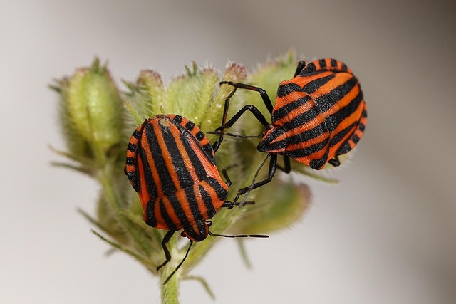 Free Animals Bugs photo and picture