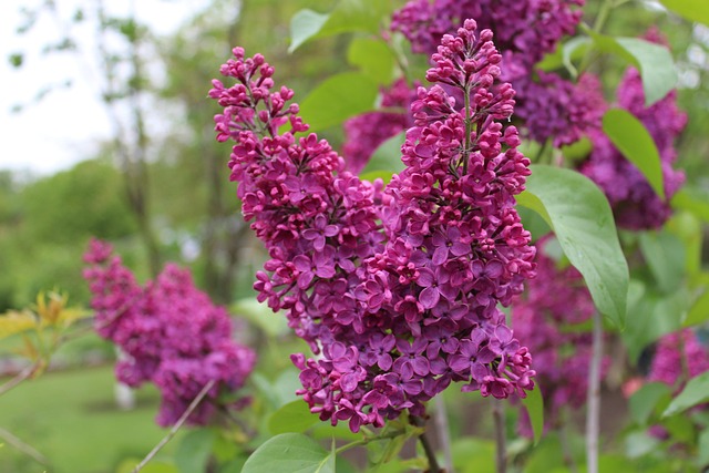 Fără, Violet, Gradina