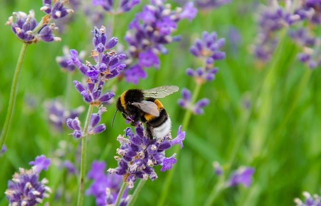 Free lavender bumblebee insect illustration