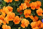 nasturtium, flowers, carbine greenhouse