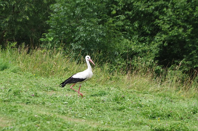Free Stork Bird photo and picture