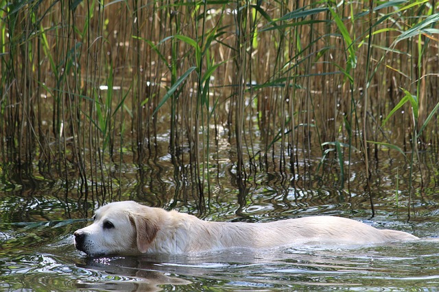 Câine, Natura, Animal, Apă