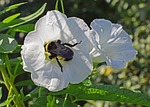 bumblebee in morning glory, insect, pollinator
