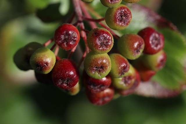 Aronia, Natureza, Arbusto, Baga, Imaturo