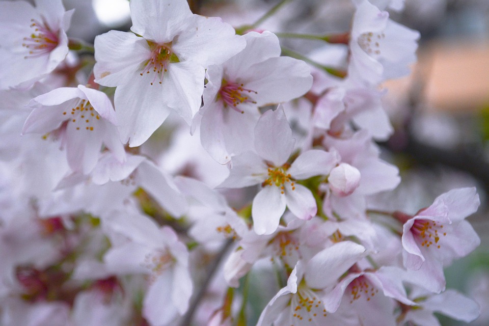 Cherry Blossoms Petal Free photo on Pixabay Pixabay