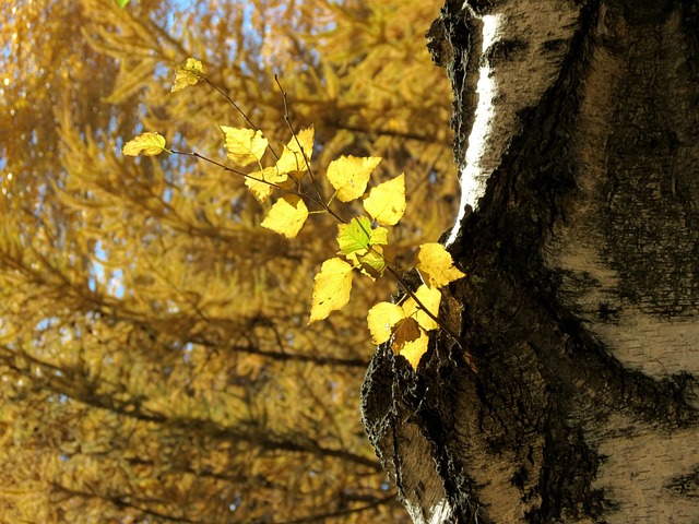 Free Autumn Leaves photo and picture