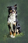 dog, collie, portrait