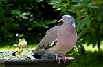 animal, bird, dove