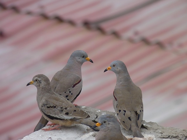 Free Birds Pigeons photo and picture