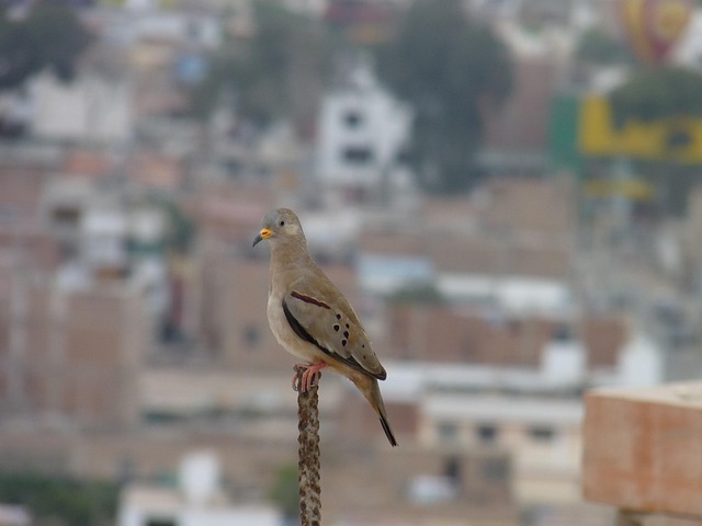 Free Birds Paloma photo and picture