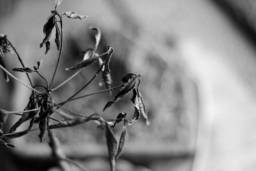 Schwarz Und Weiß, Pflanze, Blatt