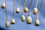 poppy, poppy capsules, seed capsules