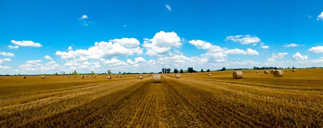 Free Straw Straw Bale photo and picture