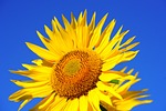 sun flower, blossom, bloom