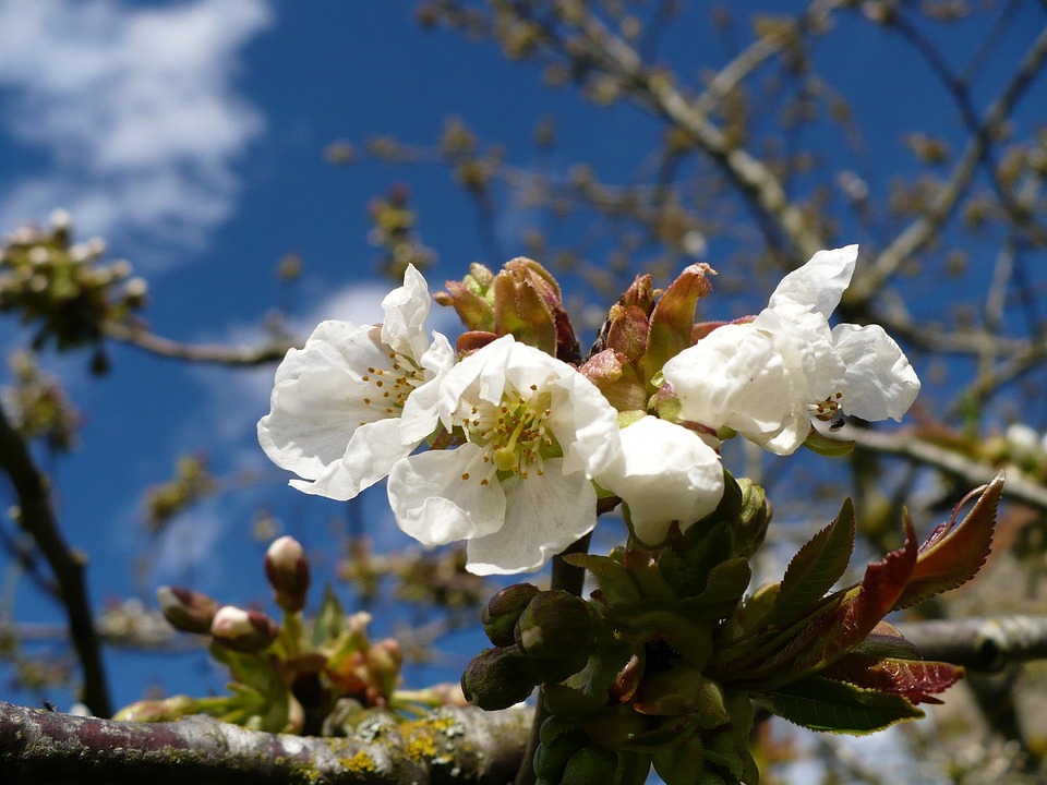 Flowers Of Apple Tree Spring Blue Free photo on Pixabay
