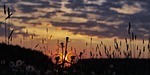 dandelion, dandelions, common dandelion
