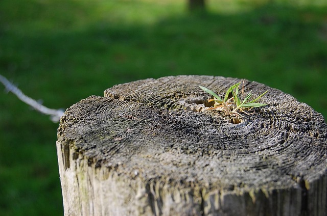 Free Post Nature photo and picture