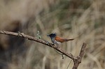 asian paradise fly catcher, bird, nature