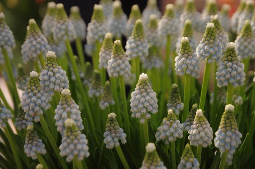 Hyazinthe, Schöne Blumen