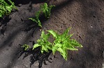 ground, soil, outdoor