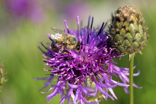 Free Bee Beautiful Flowers photo and picture