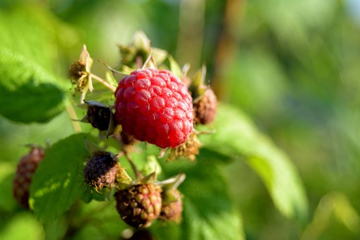 Free Raspberry Berry photo and picture