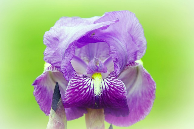 Free Iris Dwarf photo and picture