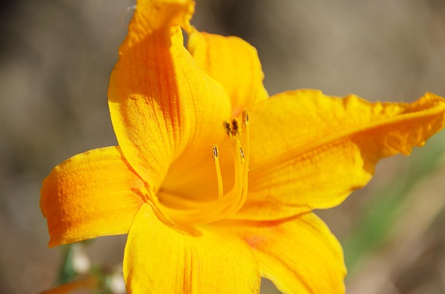 Free Flower Yellow photo and picture