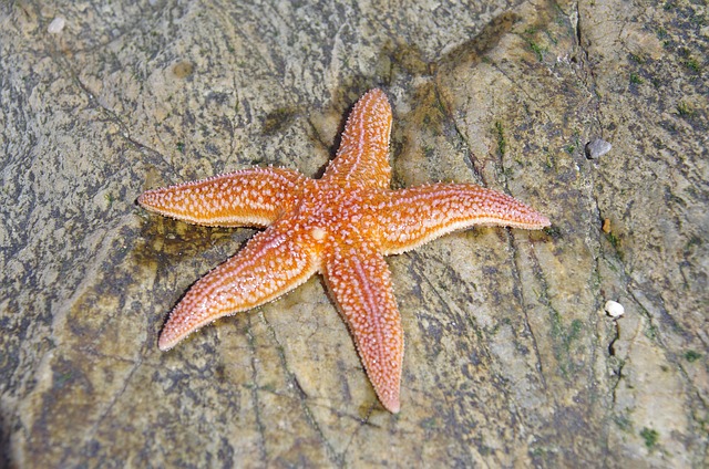 Free Star Sea photo and picture