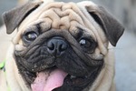 pug, tasting mud, round eyes