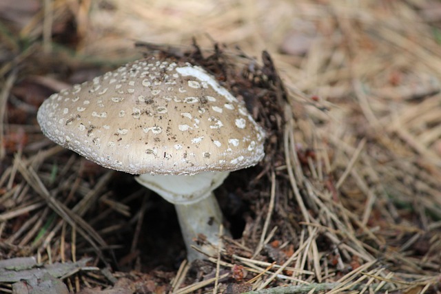 Ciupercă, Puncte