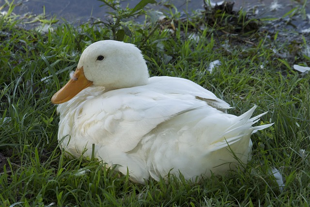Free Duck Bird photo and picture