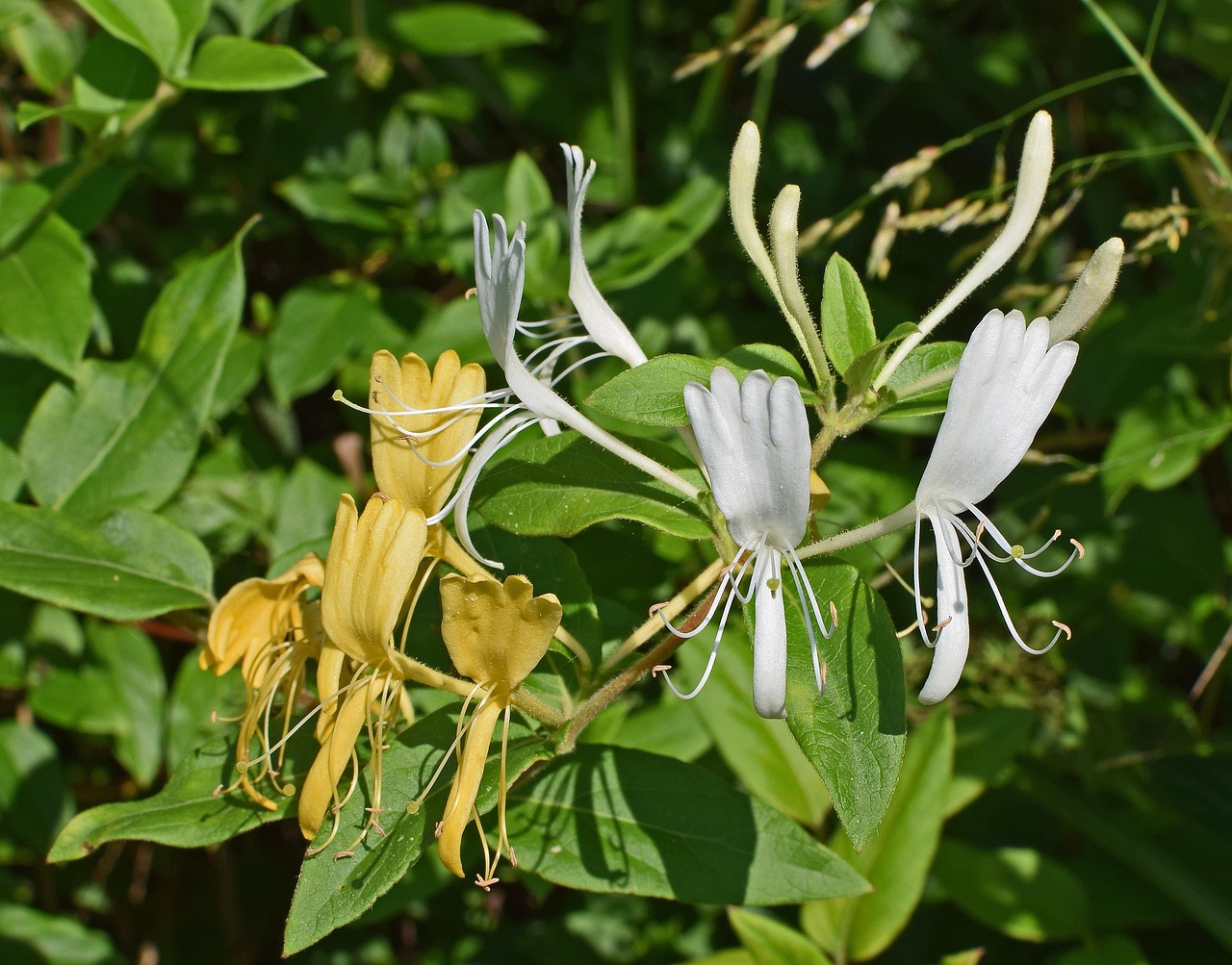 Jasmine Flower Blossom Free photo on Pixabay Pixabay
