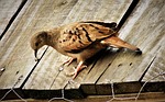 ruddy ground dove, weasels, birdie