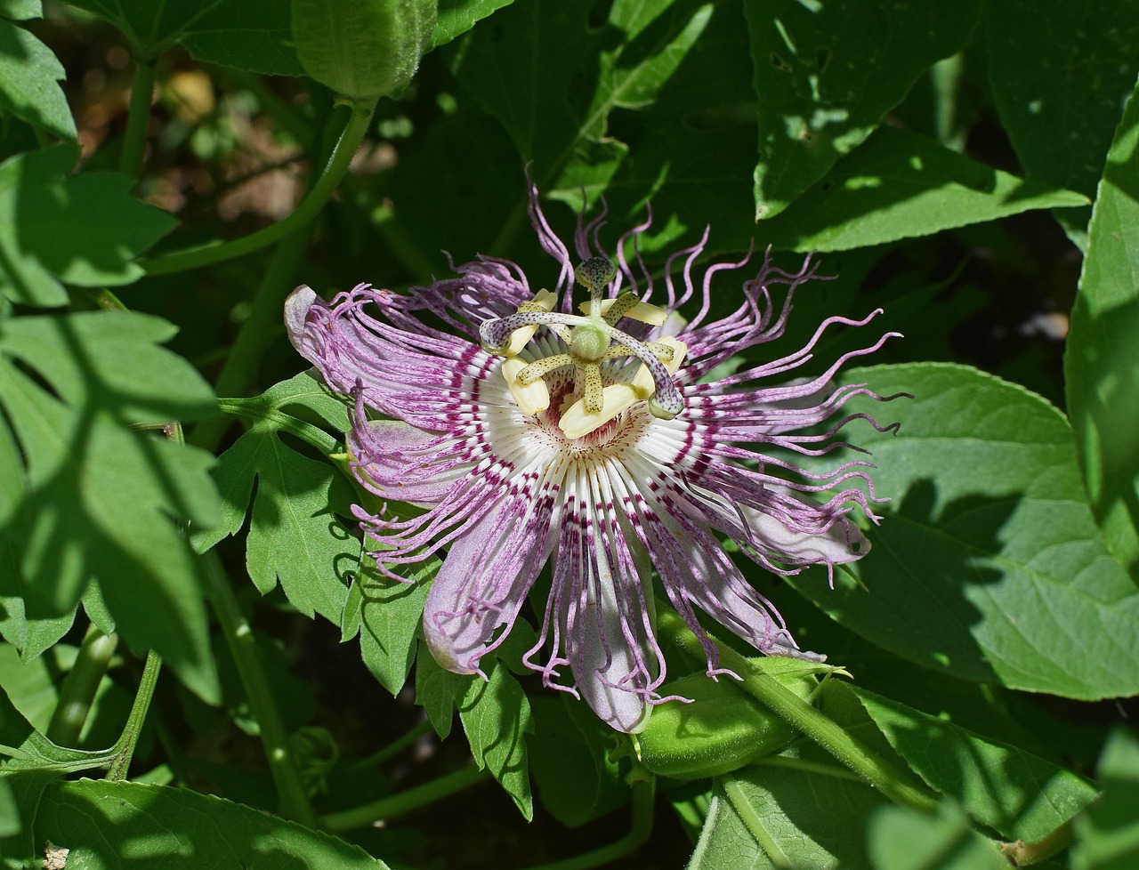 Passion Flower With Bud Free photo on Pixabay Pixabay