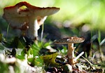 mushrooms, toadstools, forest