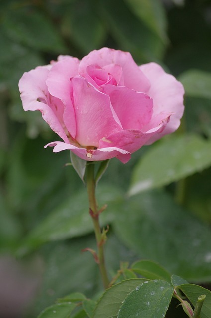 Free Pink Nature photo and picture