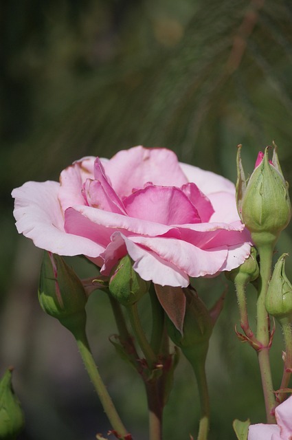Free Pink Nature photo and picture