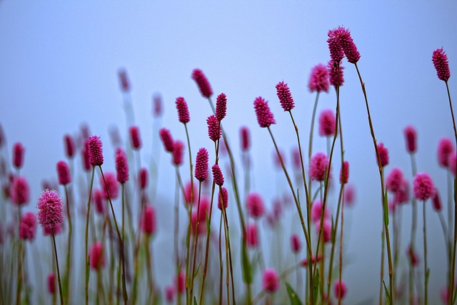 Free Flower Spring photo and picture