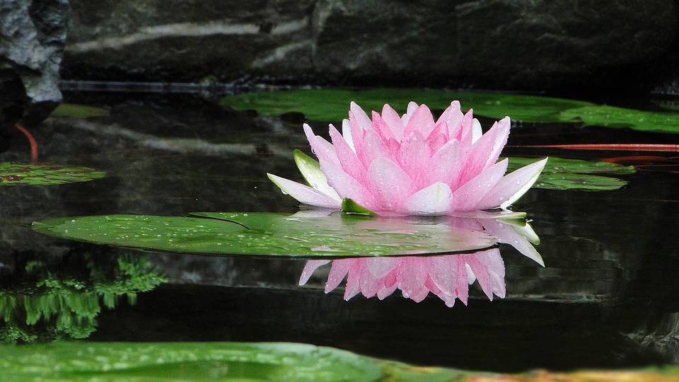 Blume, Lotus, Sommer, Cool